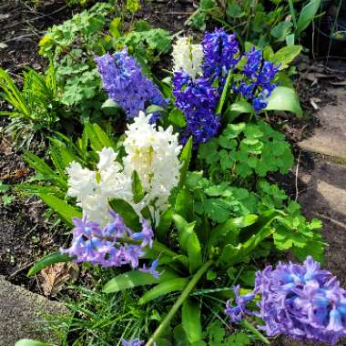 Hyacinthus orientalis