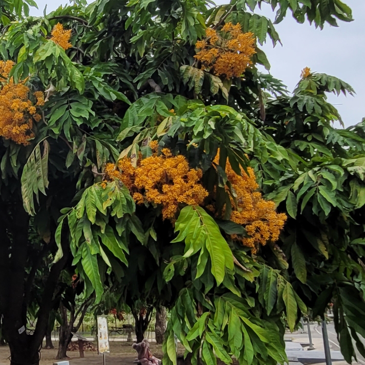 Plant image Saraca asoca