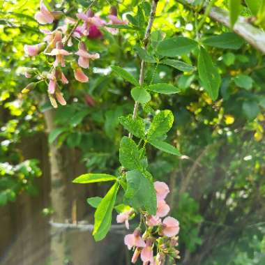 Adam's Laburnum