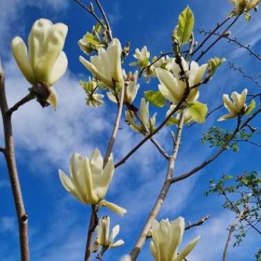 Yellow Bird Magnolia