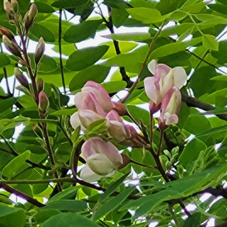 Plant image Acacia