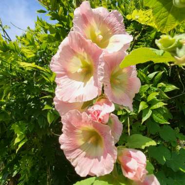 Hollyhock