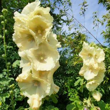 Hollyhock