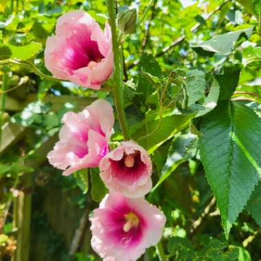 Hollyhock