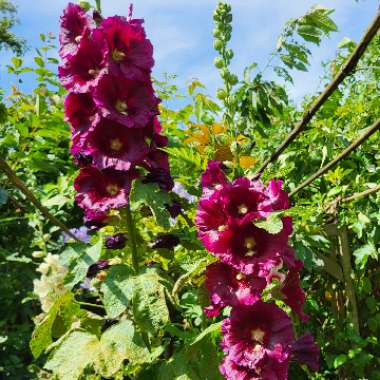 Hollyhock