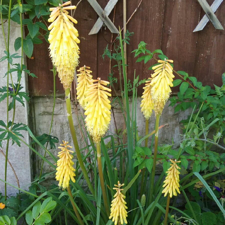 Plant image Kniphofia 'Percy's Pride'