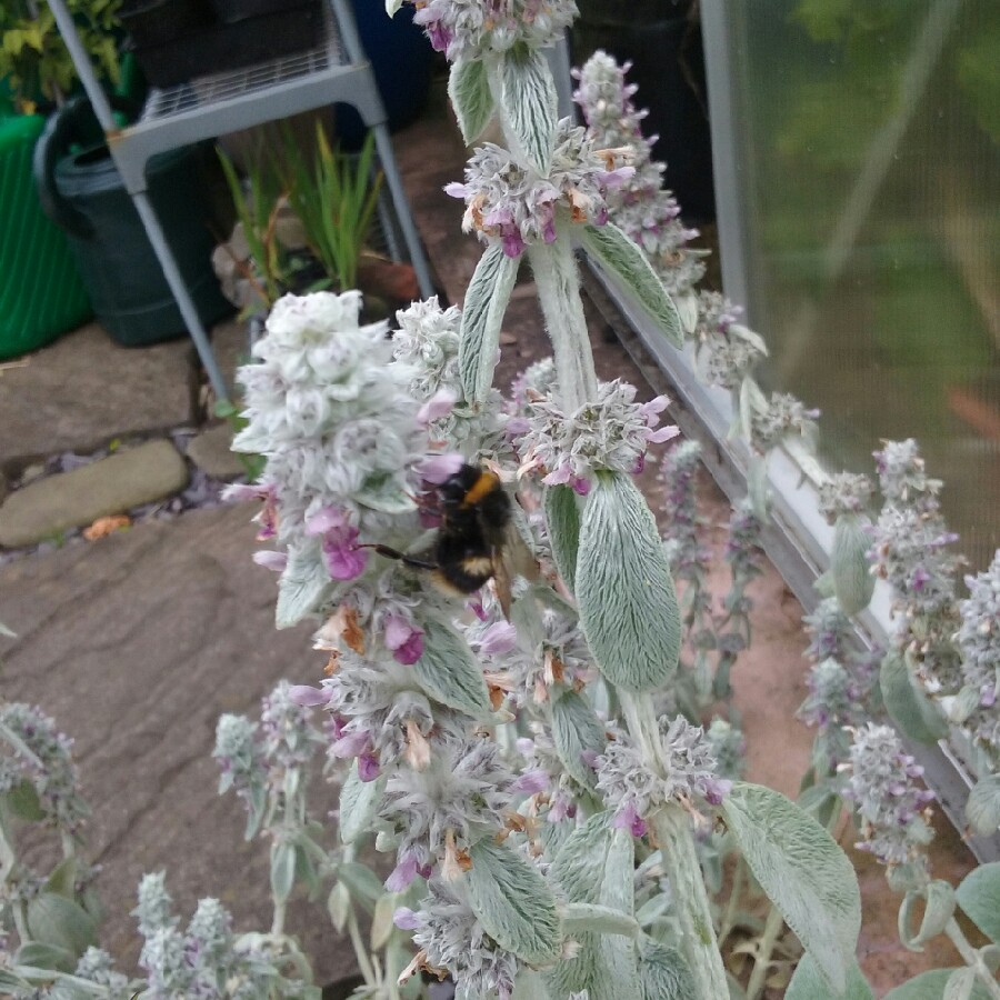 Plant image Stachys