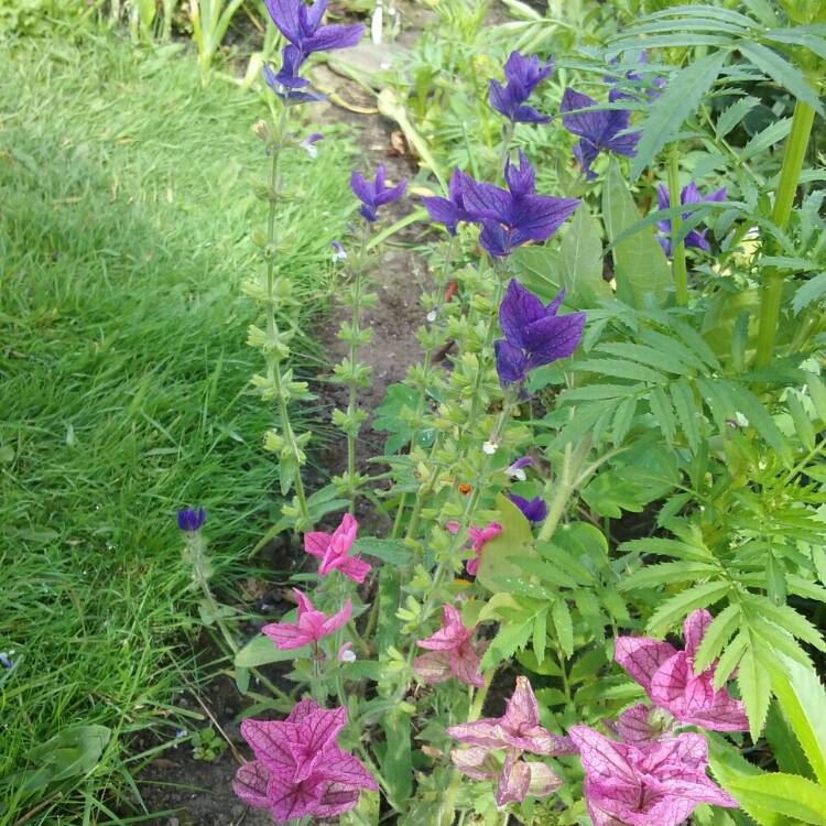 Plant image Salvia viridis 'Claryssa Series' syn. Salvia horminum 'Claryssa Series'