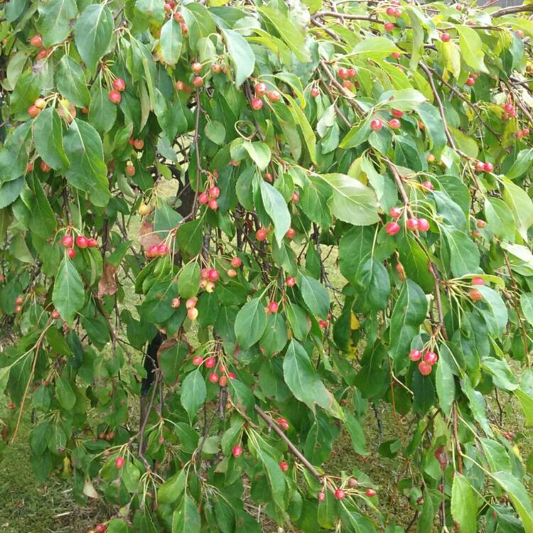 Plant image Prunus x subhirtella 'Pendula Rosea'