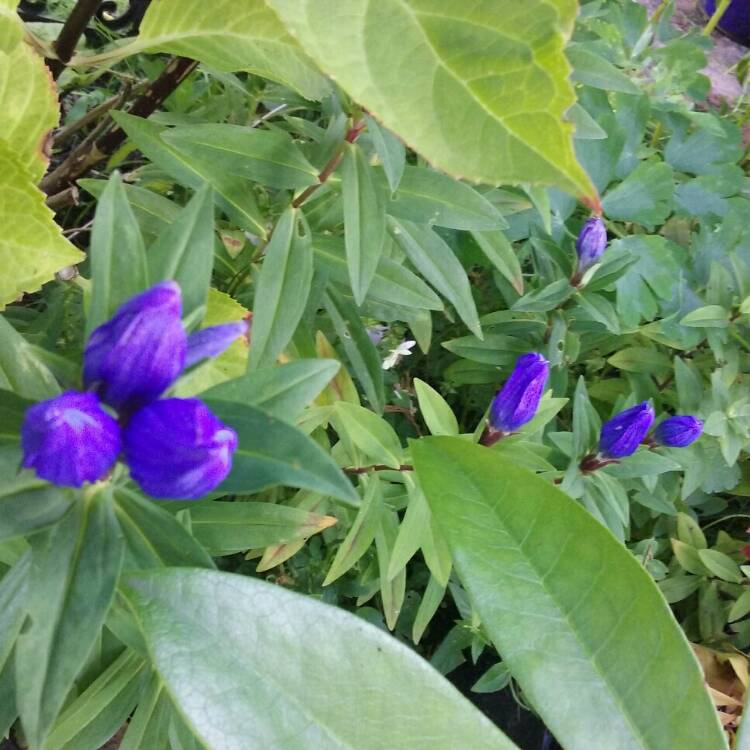 Plant image Gentiana acaulis syn. Gentiana kochiana