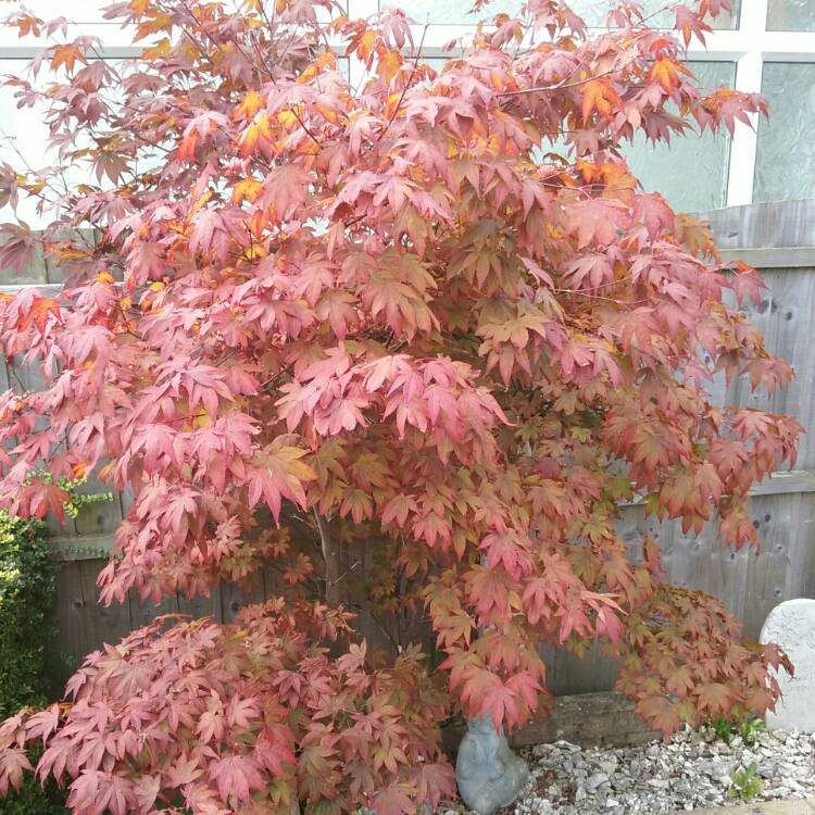 Plant image Acer saccharum syn. Acer palmifolium, Acer saccharophorum