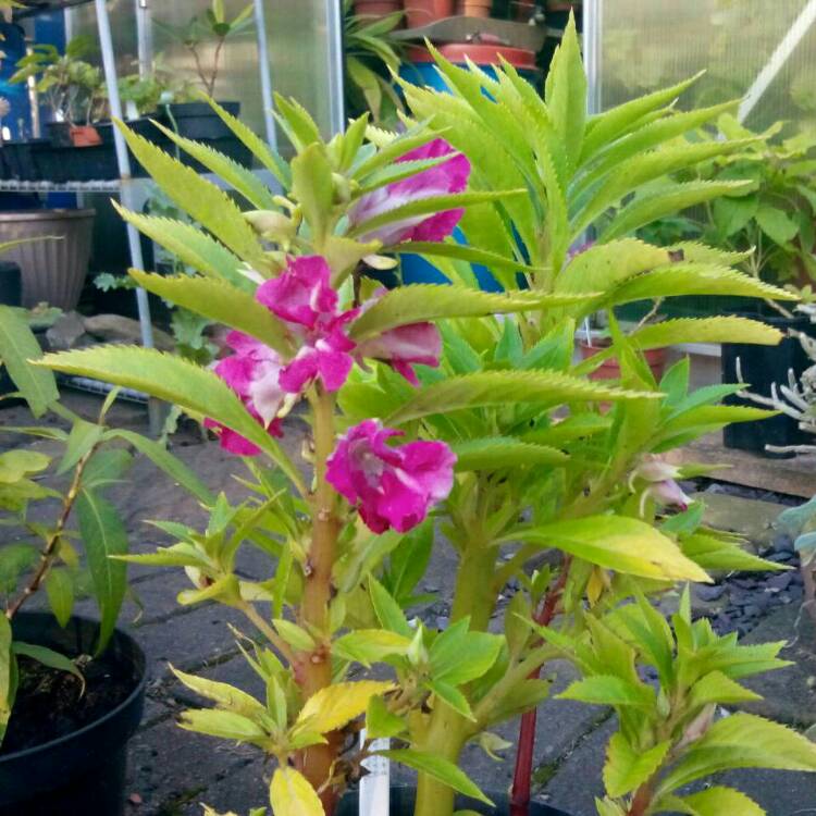 Plant image Impatiens balsamina 'Camellia Flowered'