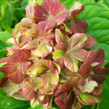 Hydrangea macrophylla 'Glam Rock'