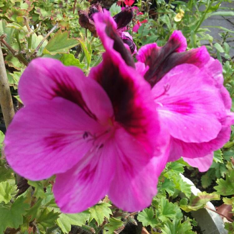 Plant image Pelargonium x domesticum