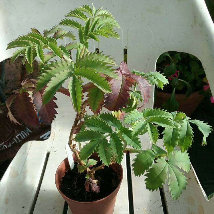 Plant image Melianthus major 'Purple Haze'