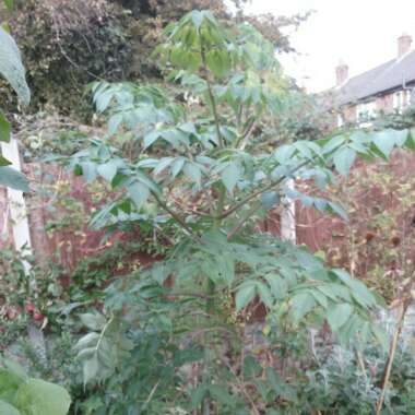 Dahlia imperialis