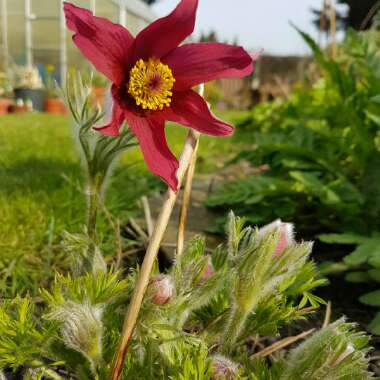 Pulsatilla vulgaris 'Alba'