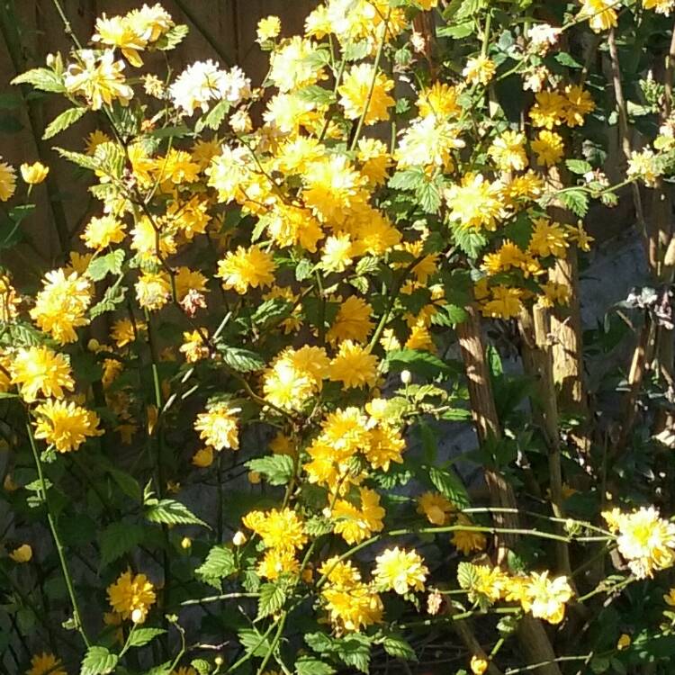 Plant image Kerria japonica