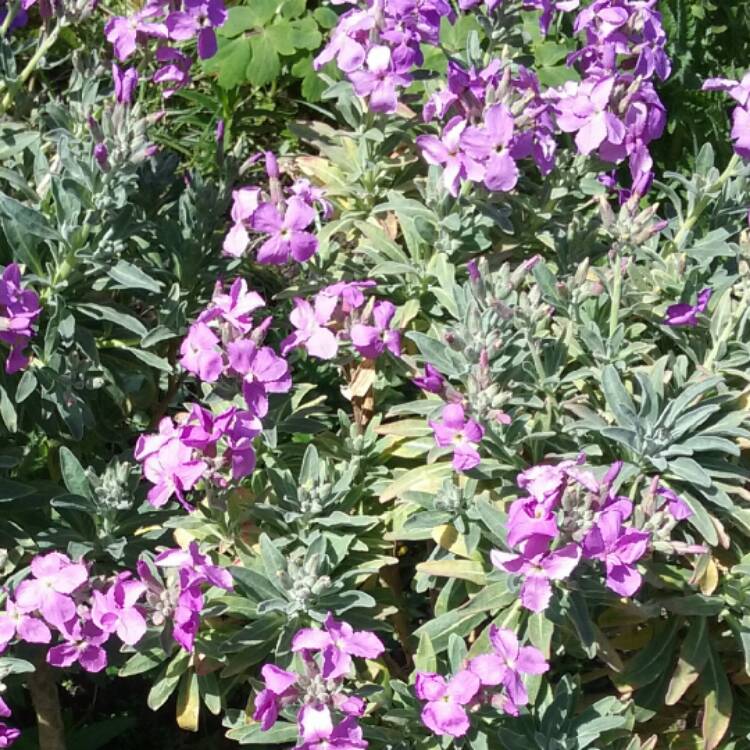 Plant image Matthiola longipetala subsp. bicornis