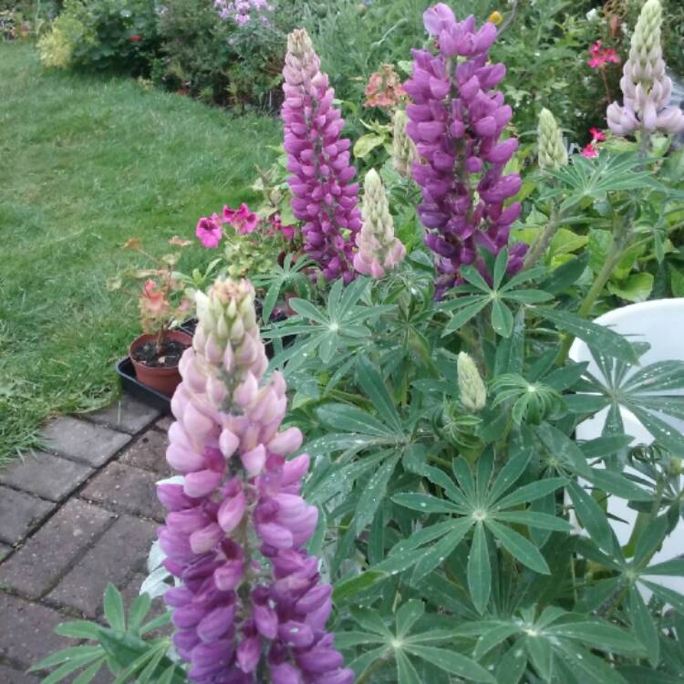 Plant image Lupinus