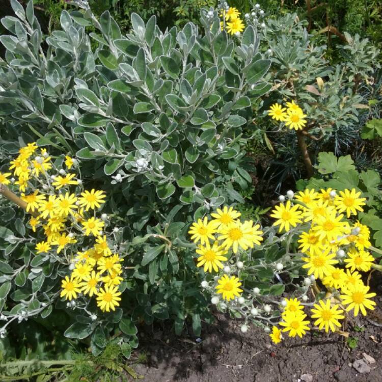 Plant image Senecio brachyglottis 'sunshine'