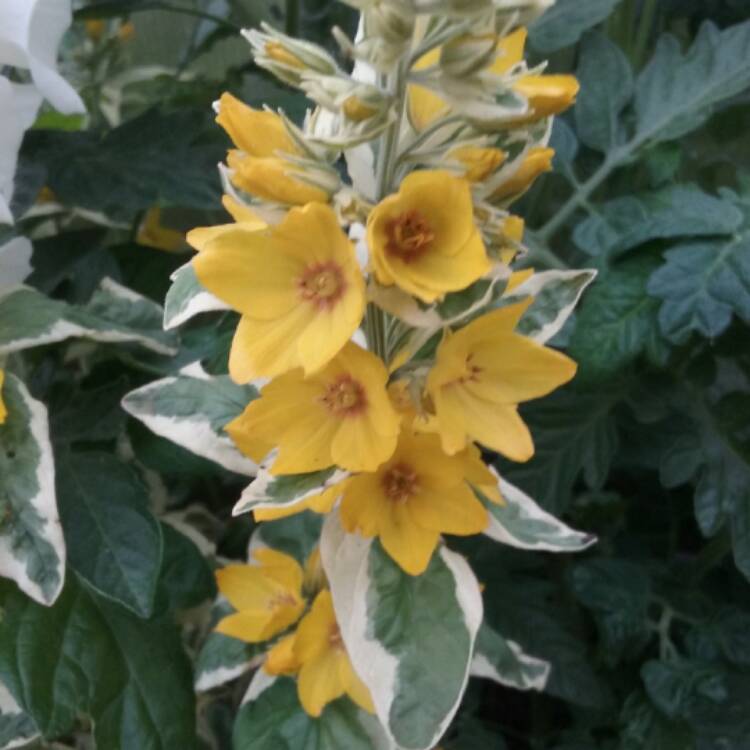 Plant image Lysimachia