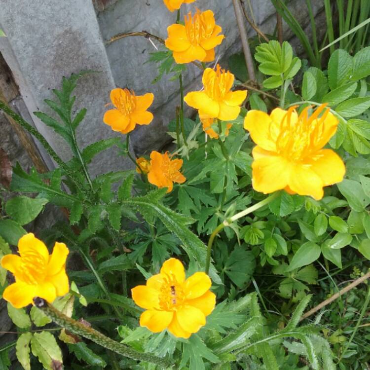 Plant image Trollius