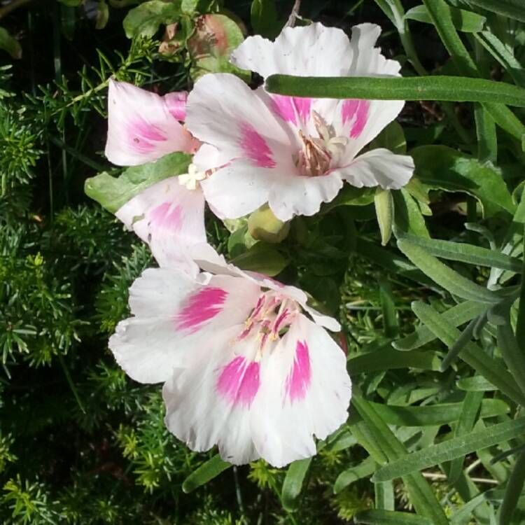 Plant image Clarkia amoena syn. Clarkia grandiflora ; Godetia grandiflora