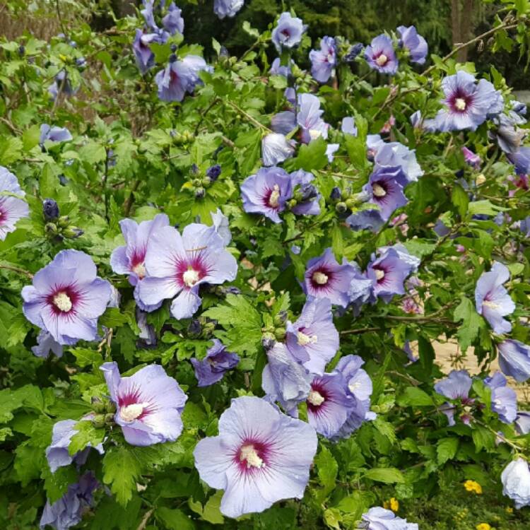 Plant image Hibiscus