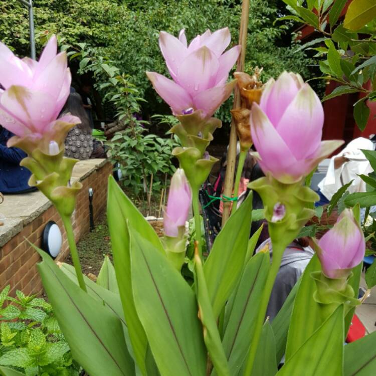 Plant image Curcuma alismatifolia