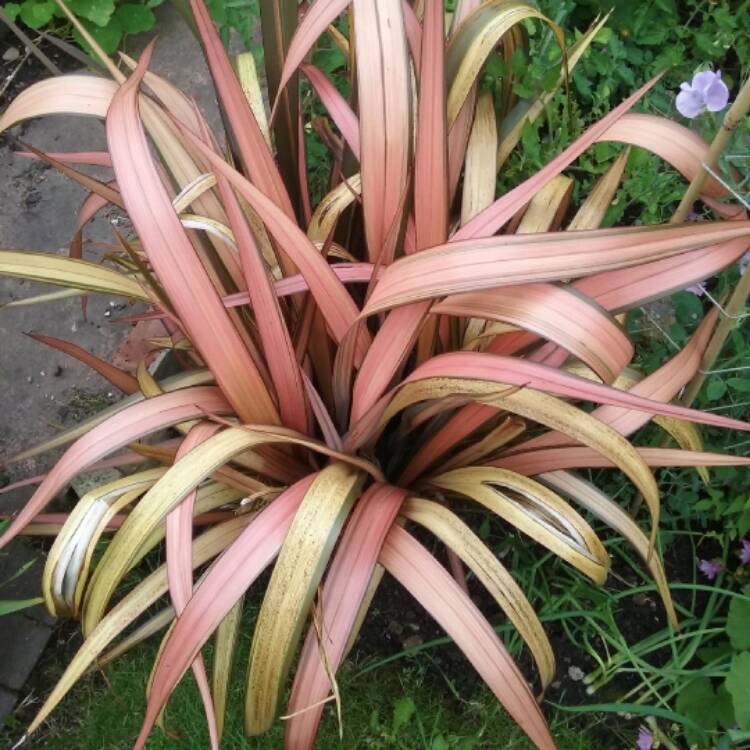 Plant image Phormium 'Evening Glow'