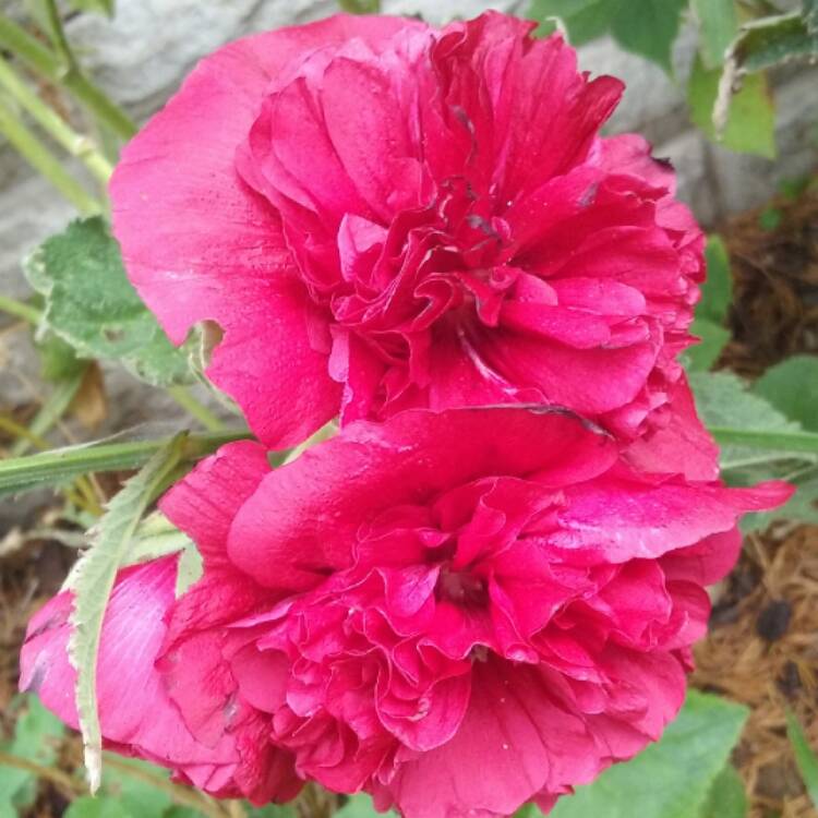 Plant image Alcea rosea 'Chater's Double Group Red'