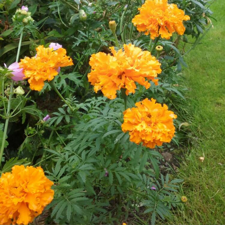 Plant image Tagetes patula 'French Bee'