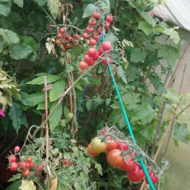 Solanum lycopersicum  syn. Lycopersicon lycopersicum