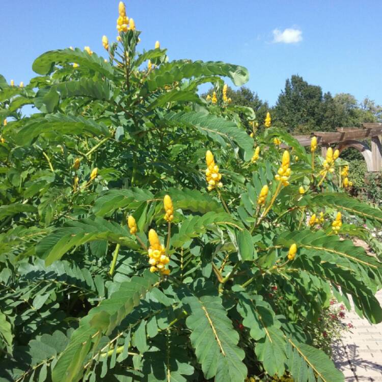 Plant image Senna alata syn. Cassia alata