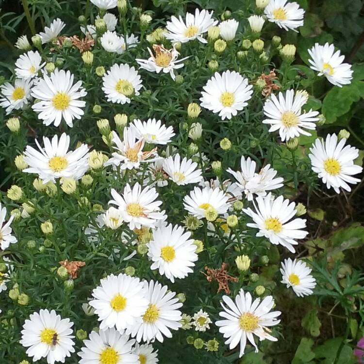 Plant image Aster novi-belgii 'White Opal'