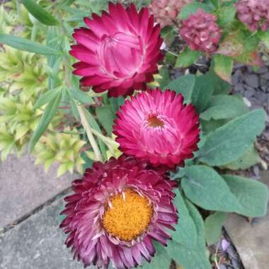 Xerochrysum bracteatum 'Redbramag' (Sundaze Series) syn. Xerochrysum bracteatum 'Sundaze Magenta'