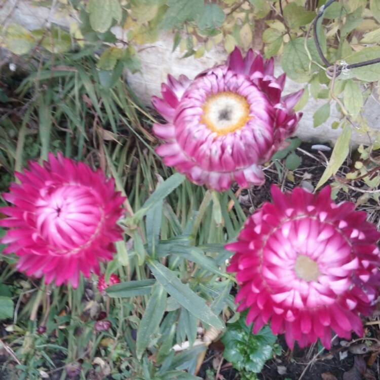 Plant image Xerochrysum bracteatum 'Redbramag' (Sundaze Series) syn. Xerochrysum bracteatum 'Sundaze Magenta'