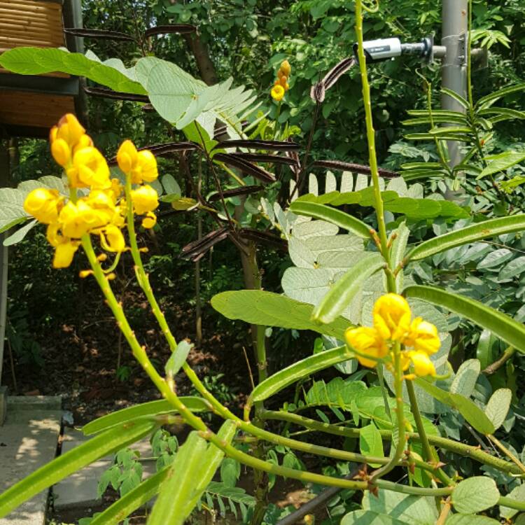 Plant image Senna alata syn. Cassia alata