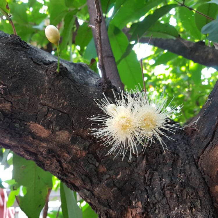 Plant image Syzygium Jambos