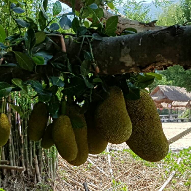 Plant image Artocarpus heterophyllus