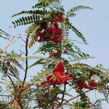 Clianthus maximus