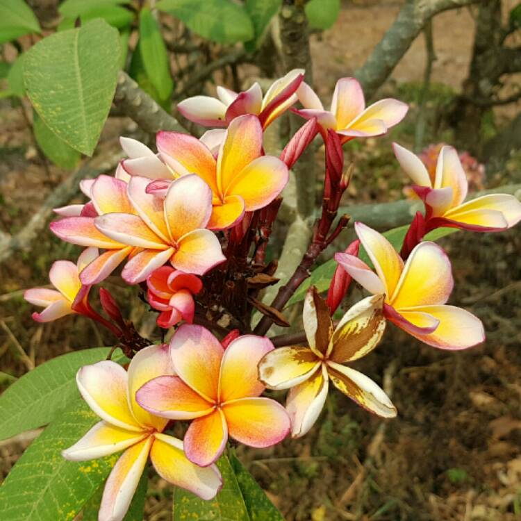 Plant image Plumeria