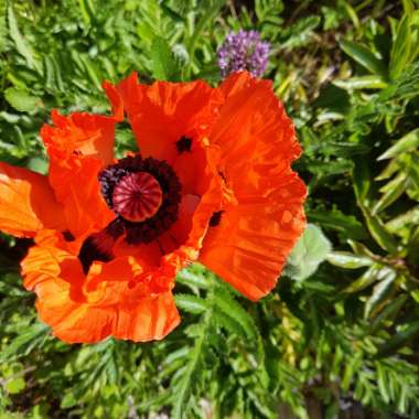 Papaver orientale