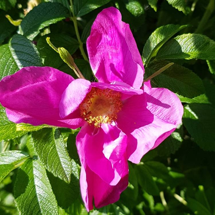 Plant image Rosa rugosa var. rubra syn. Rosa rugosa 'Rubra', Rosa rugosa 'Atropurpurea'