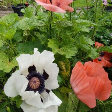 Papaver orientale