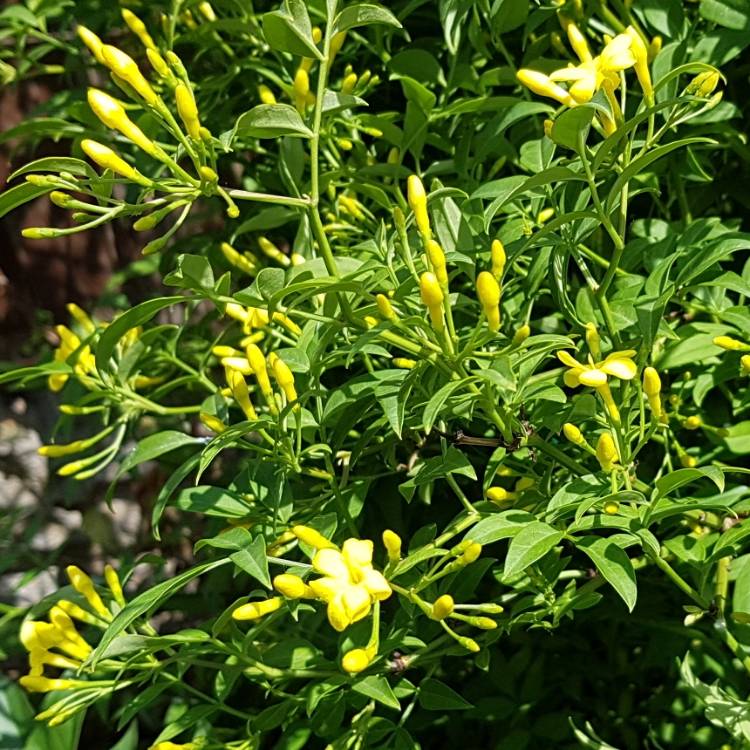 Plant image Jasminum humile 'Revolutum'