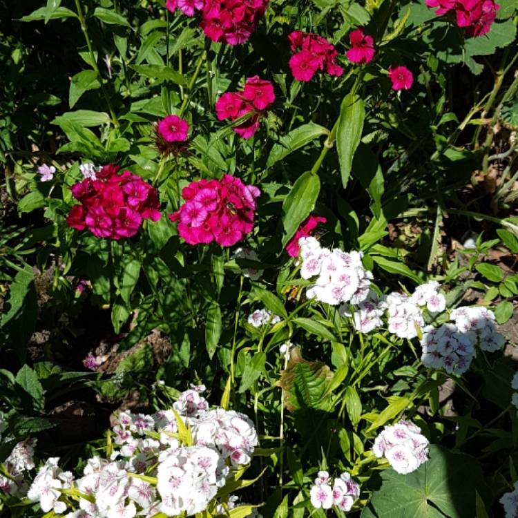 Plant image Dianthus barbatus