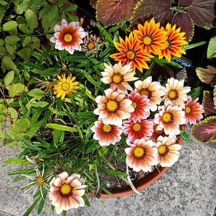 Plant image Gazania