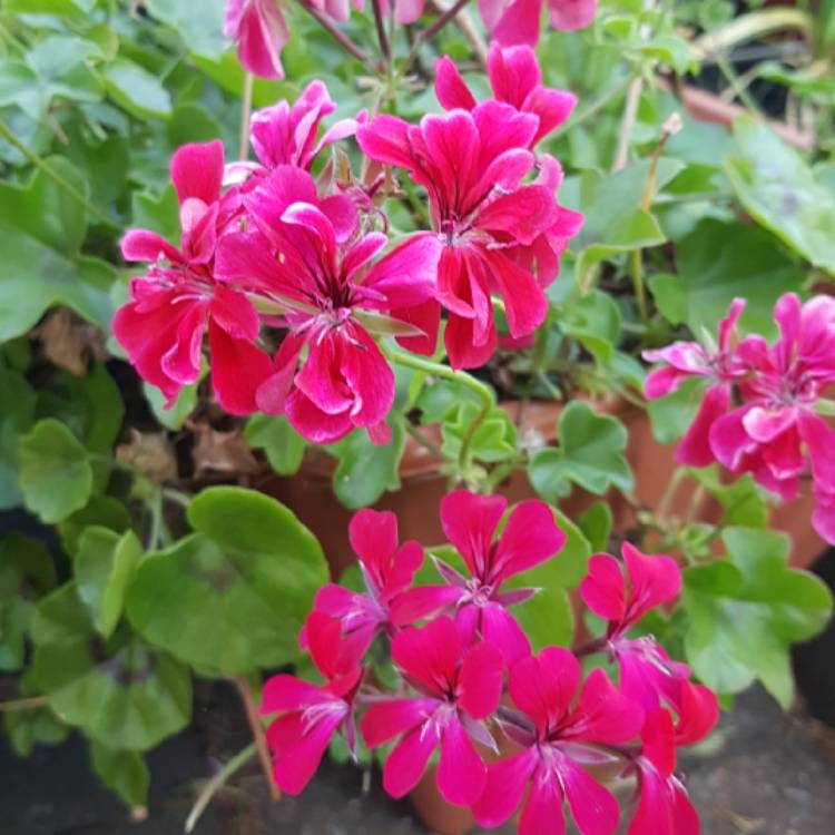 Plant image Pelargonium 'Great Balls Of Fire Burgundy Blaze' (Great Balls Of Fire Series)